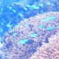 CORAL REEF IMAGE 