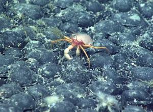 Set for November, the proposed sale would offer two seabed leases covering over 31 million acres northeast of the Manu'a Islands. CRAB ON NODULES