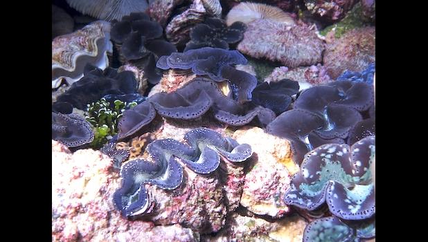 Giant blue clams at Kingman Reef giant blue clams