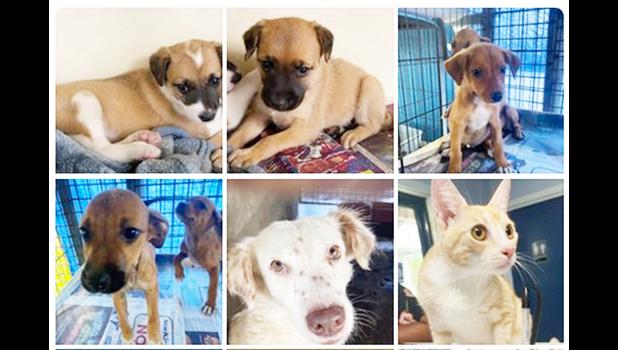 ADOPTED PETS