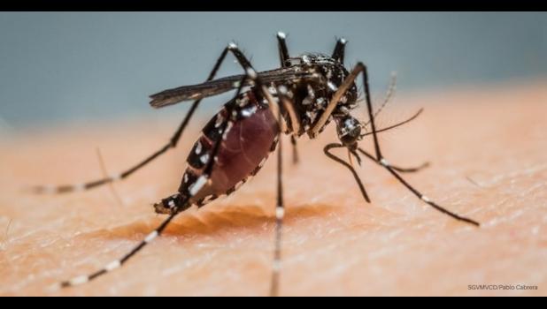 Aedes mosquito