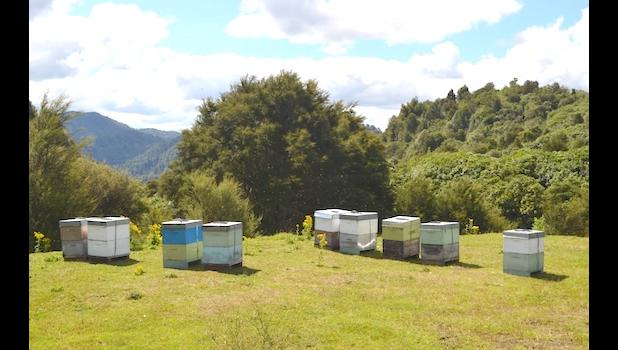 Bee Hives