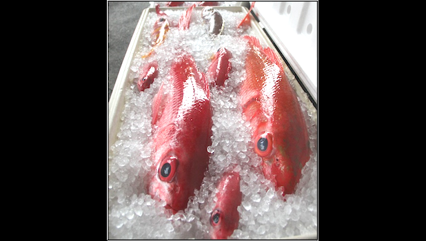 bottomfish 