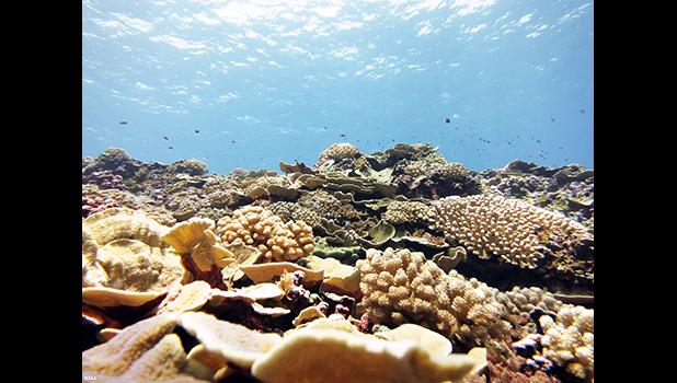 swains island coral reef