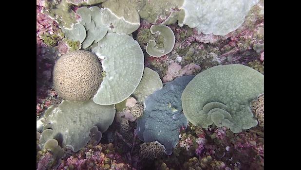 CORALS