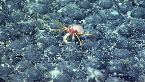 Set for November, the proposed sale would offer two seabed leases covering over 31 million acres northeast of the Manu'a Islands. CRAB ON NODULES