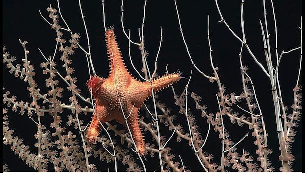 A deep-sea starfish