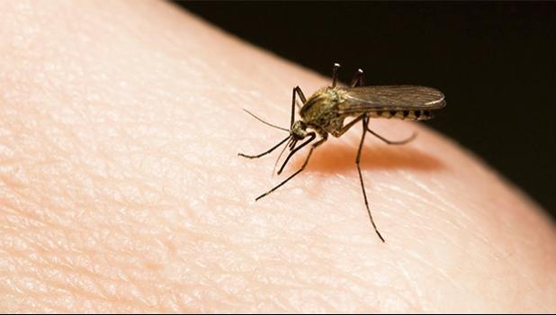 There will also be a fumigation campaign that will involve spraying of schools and hospitals to get rid of mosquitoes. DENGUE MOSQUITO