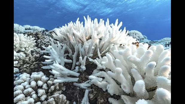 coral bleaching