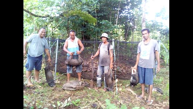 Men with feral pigs they trapped to protect their crops. Men with feral pigs they trapped to protect their crops.