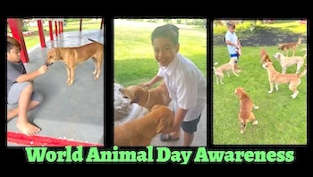 Celebrating World Animal Day Awareness, Don’t forget! Amona's free "Doggie Wash Day" is Saturday, October 5, 2024, at DYWA- Tafuna — 9am - 12pm Celebrating World Animal Day Awareness