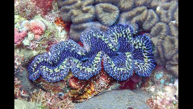 giant blue clams