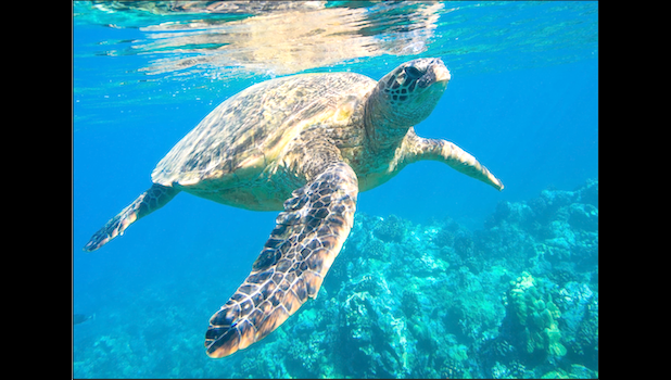 GRREN SEA TURTLE