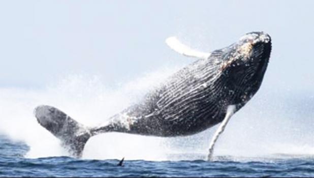 [photo: NOAA National Marine Sanctuaries]