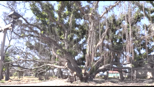 Lahaina banyan tree