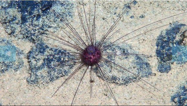 NODULE HABITATS