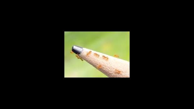 Little Fire Ants shown on tip of a pemcil to show the size of these tiny ants. Little Fire Ants shown on tip of a pemcil to show the size.