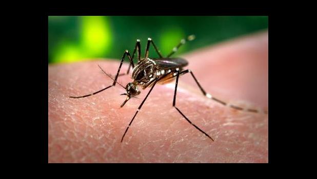 Aedes mosquito