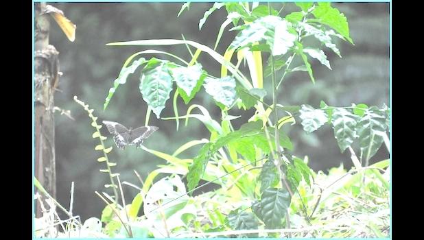 Samoan swallowtail butterfly
