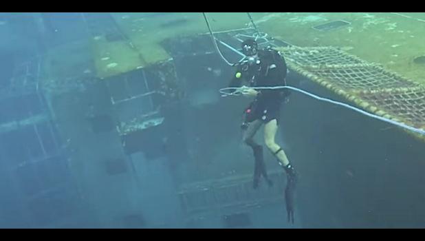 Diver on sunken ship