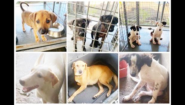 Puppies and dogs up for adoption at the Veterinary Clinic in Tafuna