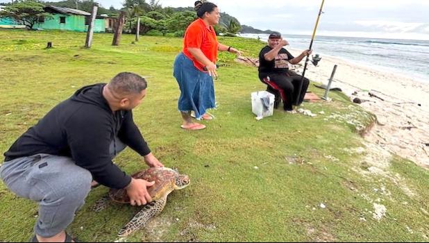 rescued turtle