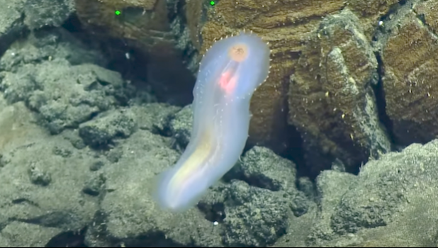 Sea Cucumber