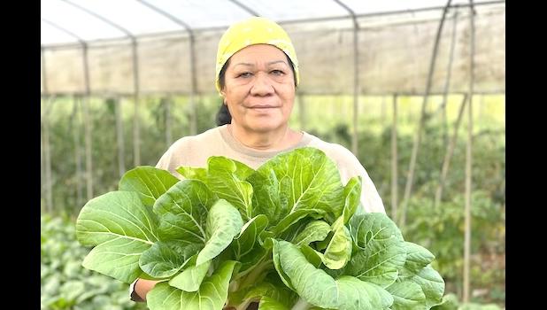 Samoa Farmers Association treasurer Leaupepe Lasa Aiono