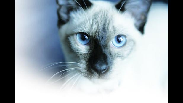 Siamese cat