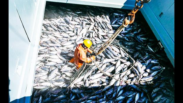 SKIPJACK TUNA BEING LOADED