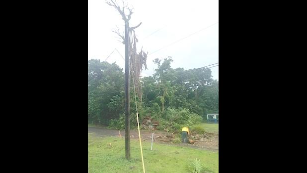 Crews worked to remove a tree in the Kokoland area