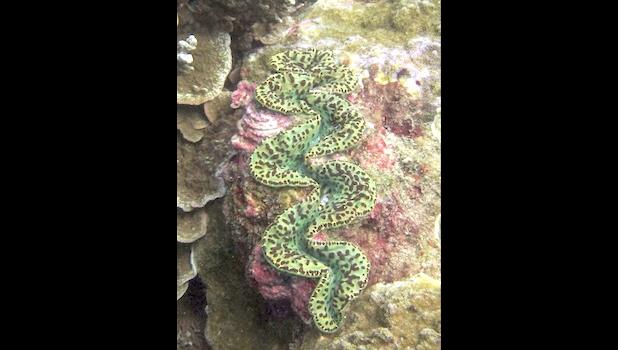 A color variation of Tridacna maxima 
