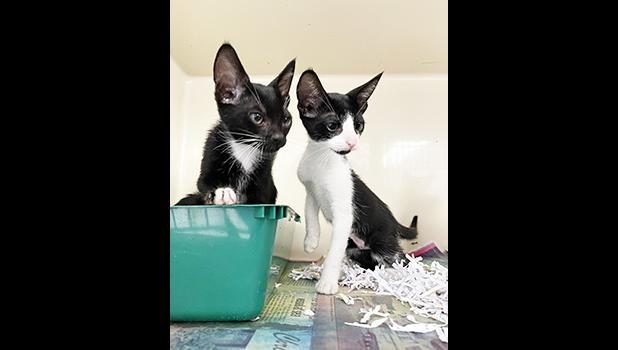 two kittens