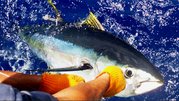 A fisherman releases a tagged yellowfin tuna