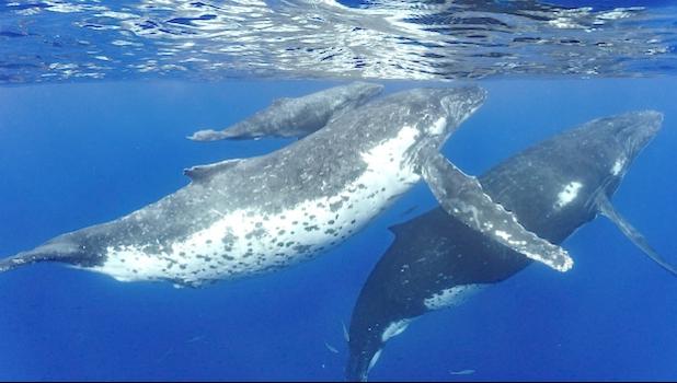 celebrate the whale migration