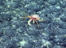 CRAB ON NODULES