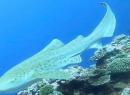 Leopard Shark