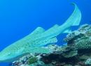 Leopard Shark