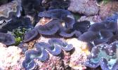 giant blue clams