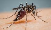 Aedes mosquito