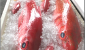 bottomfish 