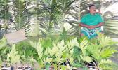 In this Samoa News file photo, breadfruit starts were available at a Farm Fair in American Samoa. [SN file photo]