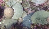 CORALS
