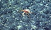 CRAB ON NODULES