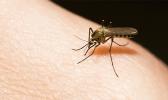 dengue fever mosquito