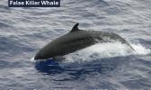 FALSE KILLER WHALE