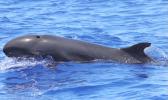 FALSE KILLER WHALE