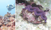 giant clams