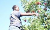 A ni-Vanuatu doing seasonal work in New Zealand