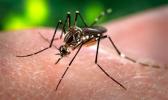 Aedes mosquito